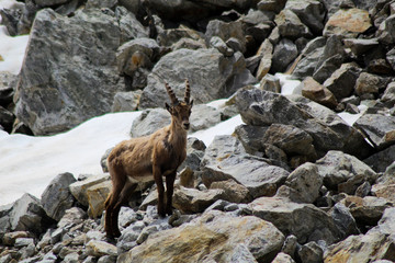 chamois looking for food