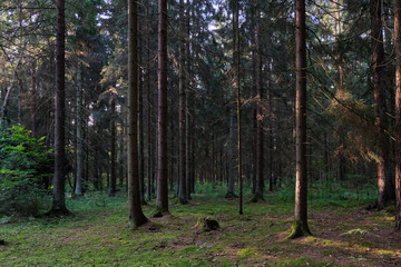 Mixed tree stand of Bialowieza Forest in morning