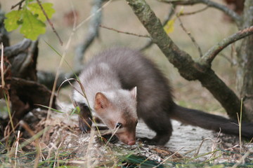 European pine marten (Martes martes) playing and posing on camera