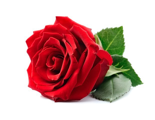 red rose isolated on white backgrounds.