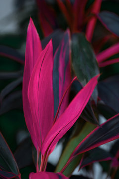 Ti plant, Cordyline fruticosa imagae. Long, bright, purple and pink leaves of a tropical plant in a garden