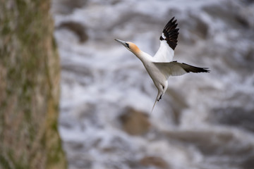 Gannet in Flight over Bempton Cliffs