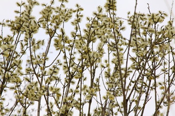 Flowering willow flower. Beautiful early springtime. Wallpaper and easter background texture.