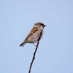 Male Tree Sparrow Perched on Top of a Stick
