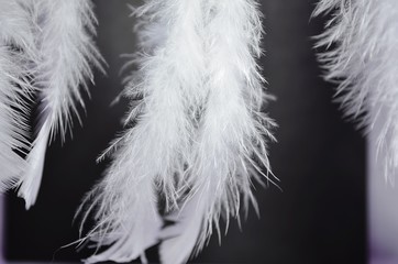 feathers in black and white ,