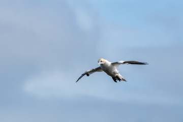 Gannet in Flight over Bempton Cliffs
