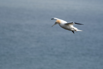 Fototapeta premium Gannet in Flight over Bempton Cliffs