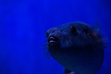 Guineafowl puffer sea fish in saltwater aquarium nature wild life