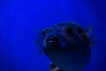 Guineafowl puffer sea fish in saltwater aquarium nature wild life