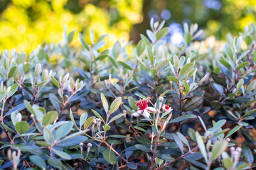 Fototapete bei efototapeten.de bestellen   