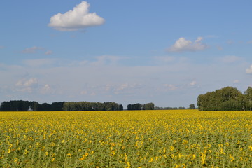 Fototapeta premium field, sky, landscape, yellow, agriculture, nature, flower, canola, rapeseed, spring, blue, meadow, summer, farm, rural, plant, green, clouds, oil, countryside, sunny, flowers, blossom, cloud, horizon