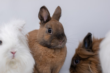 Gruppe von vier Zwergkaninchen im Portrait in einer Fotobox