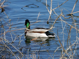 duck on the lake