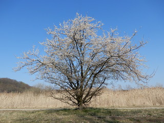 lonely tree in the field