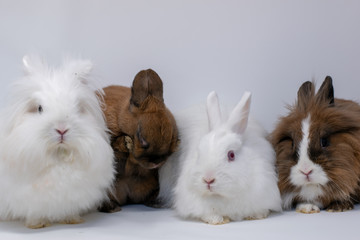 Gruppe von vier Zwergkaninchen im Portrait in einer Fotobox