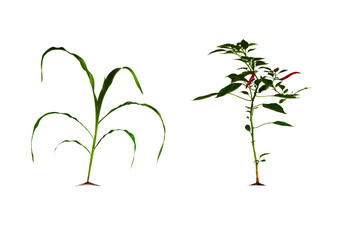 The chilli tree has red, ripe, spicy flavors and small corn plants. Small herbaceous plant Naturally have green leaves Isolated on white background