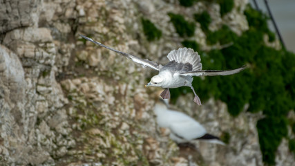 Fulmar Looking to Land on Bempton Cliffs