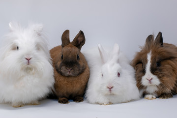 Gruppe von vier Zwergkaninchen im Portrait in einer Fotobox