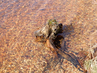 tree bough in the water