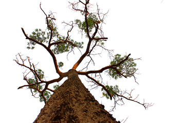 Looking at the big tree branching on the white background