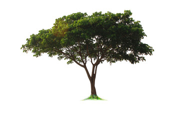 White background tree, Isolated trees on white background