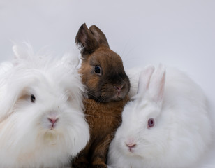 Gruppe von drei Zwergkaninchen im Portrait in einer Fotobox