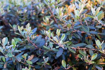 Fototapete bei efototapeten.de bestellen   