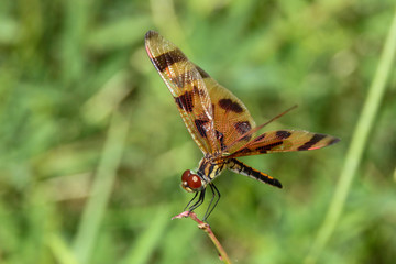 Halloween Pennant Dragonfly with Bright Red Eyes Lands on a Blade of Grass