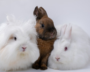 Gruppe von drei Zwergkaninchen im Portrait in einer Fotobox