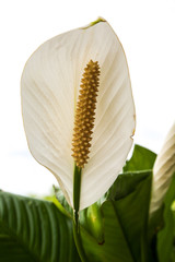 Beautiful Peace Lily Blooming