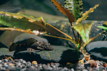 fish in aquarium