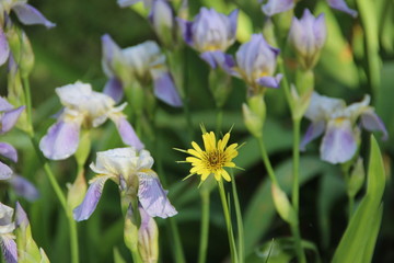 Beautiful flowers in the garden. Natural flowers macro background.  Hd wallpaper  nature wallpapers for desktop backgrounds.