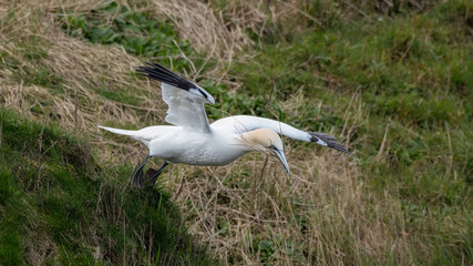Gannet Collecting Grass to Make a Nest