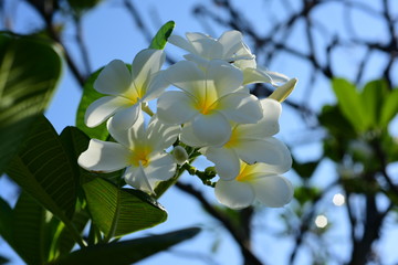 Plumeria Flower. white flower.yellow flower or white flower background.Colorful flowers in nature.Colorful flowers in nature.	