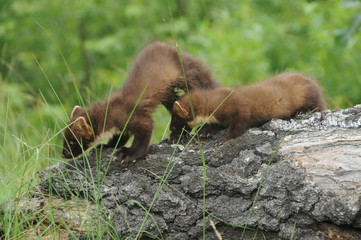 European pine marten (Martes martes) playing and posing on camera