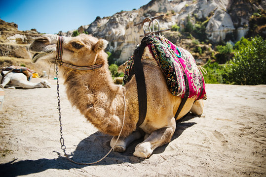 camel in the desert, Göreme, Cappadocia, Turkey