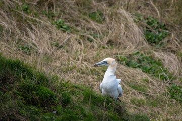 Gannet Collecting Grass to Make a Nest