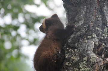 European pine marten (Martes martes) playing and posing on camera