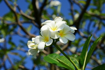 Fototapeta na wymiar Colorful white flowers in the garden. Plumeria flower blooming. 
