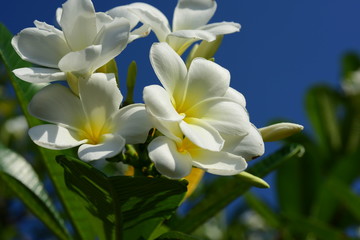 Plumeria Flower. white flower.yellow flower or white flower background.Colorful flowers in nature.Colorful flowers in nature.	