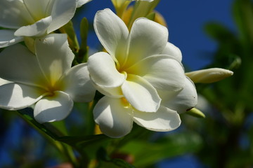Colorful white flowers in the garden. Plumeria flower blooming.	