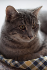 Fototapeta na wymiar Gray striped cat