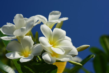 Fototapeta na wymiar Colorful white flowers in the garden. Plumeria flower blooming. 