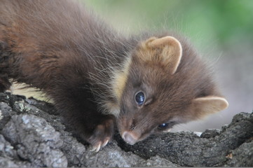 European pine marten (Martes martes) playing and posing on camera