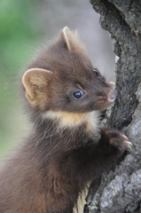 European pine marten (Martes martes) playing and posing on camera