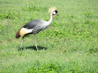 Naklejka premium Africa