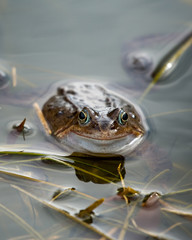 Common Frog Peering out of a Small Pond with Grass