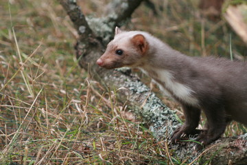 European pine marten (Martes martes) playing and posing on camera