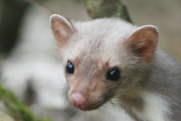 European pine marten (Martes martes) playing and posing on camera