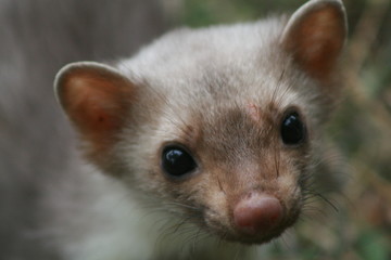 Fototapeta premium European pine marten (Martes martes) playing and posing on camera